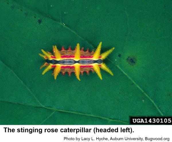 stinging rose caterpillar